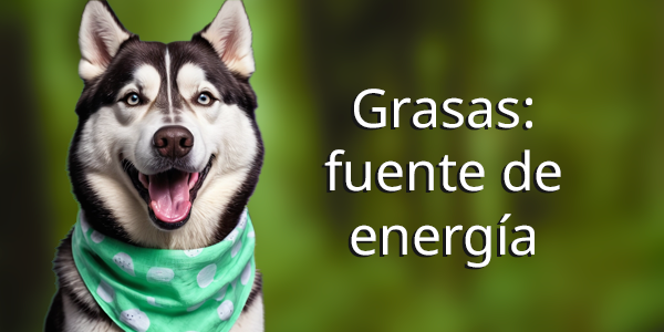 Grasas fuente de energía-dieta-canina-perro-saludable-equilibrada