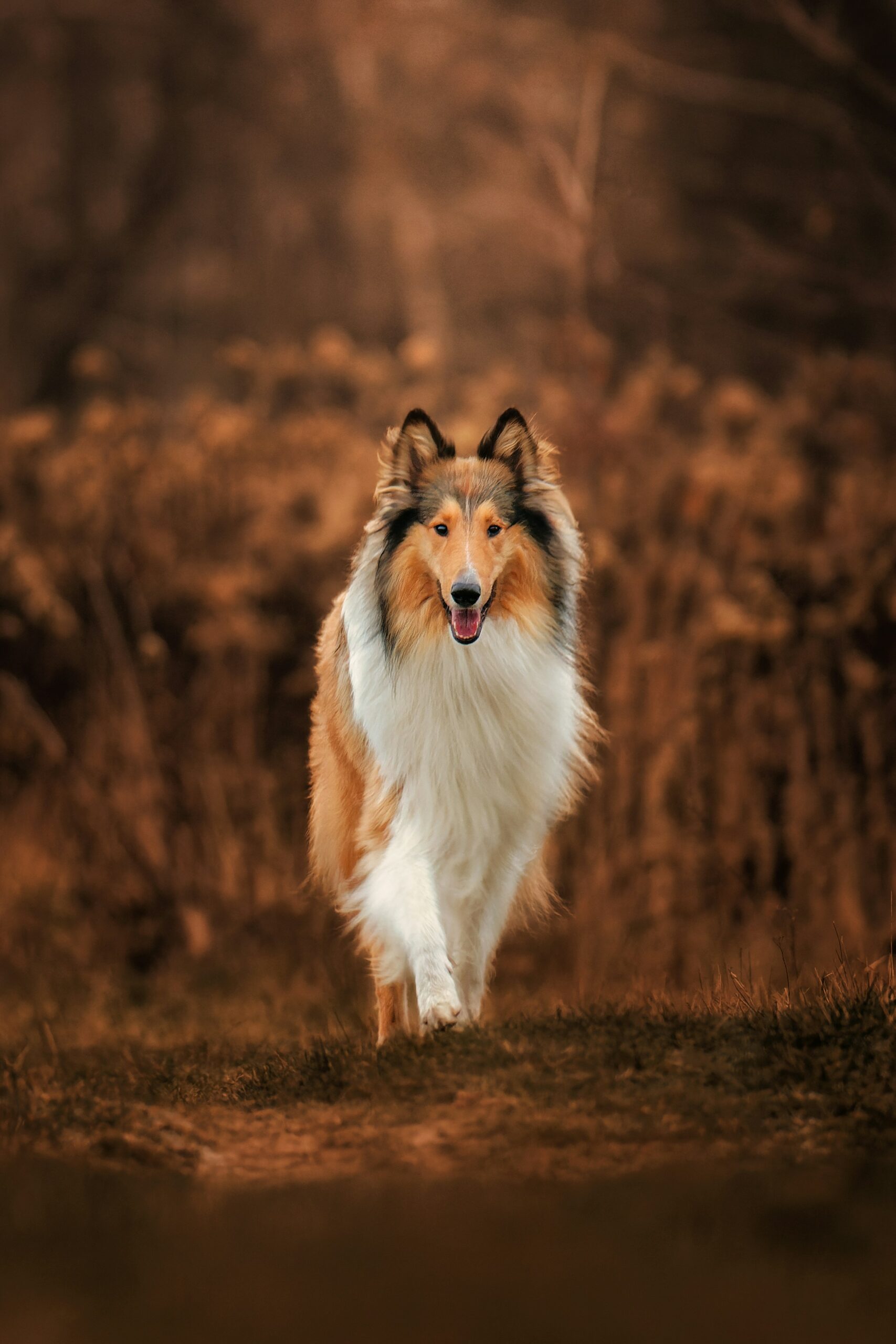 perro feliz saludable raza pastor shetland
