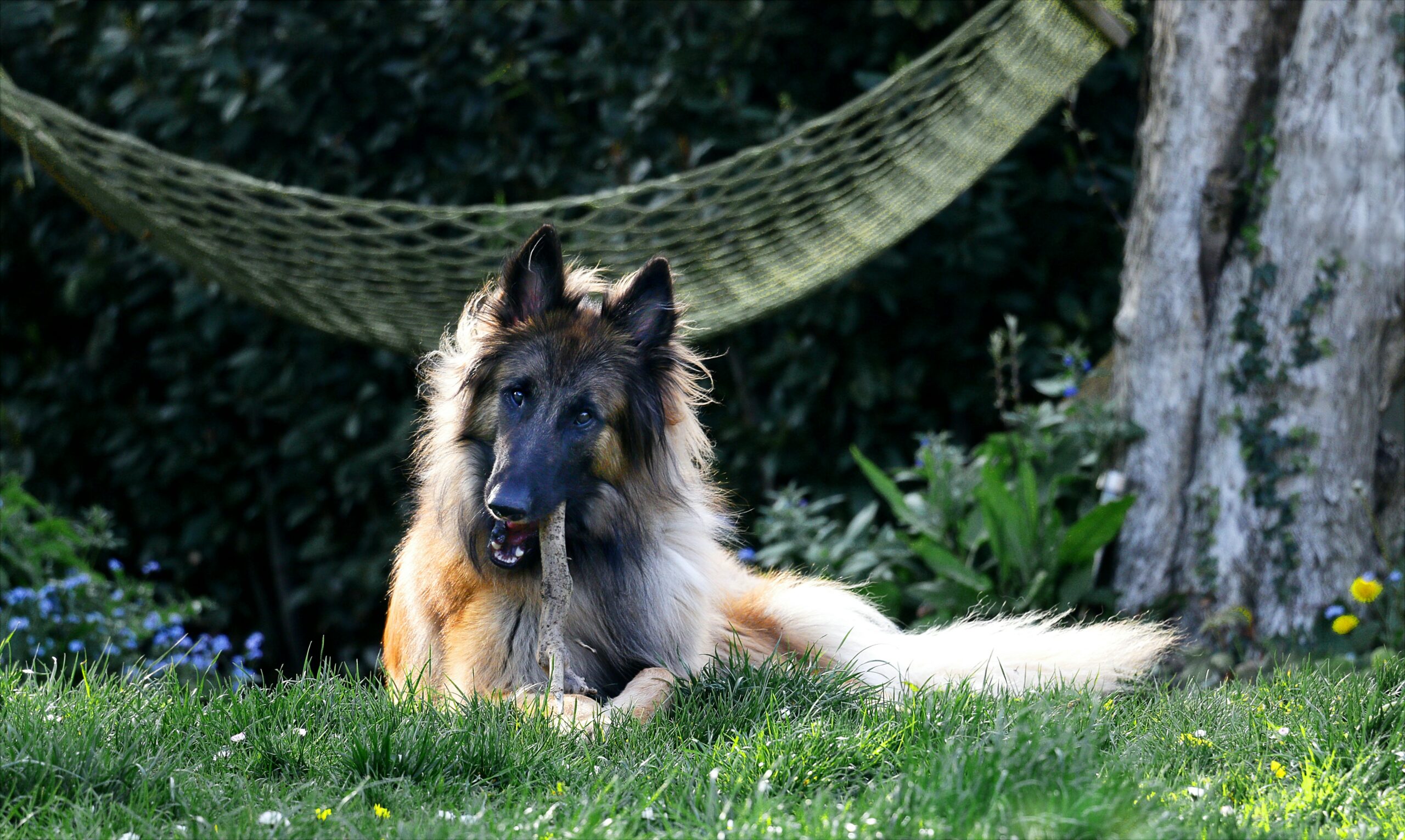 perro feliz saludable raza tervuren belga
