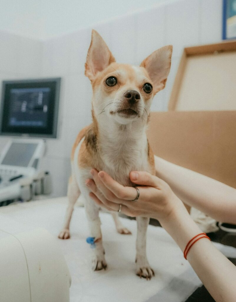 perro-feliz-saludable-veterinario-