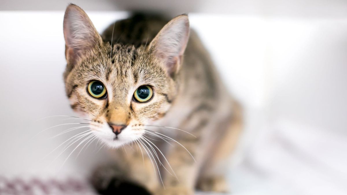 Understanding Cat Eye Body Language: A Vet’s Guide To What Your Cat Is ...